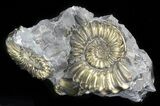 Pyritized Pleuroceras Ammonite Cluster - Germany #42762-1